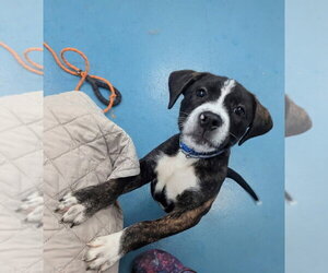 Rascal - Male Labrador Retriever Dog for Adoption - Photo #5