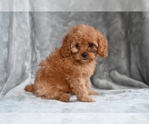 Cavapoo Puppy for sale in MILLERSBURG, OH, USA