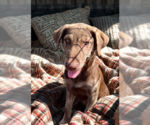 Small #3 Catahoula Leopard Dog-Chocolate Labrador retriever Mix
