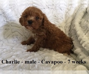 Cavapoo Puppy for sale in CLARKRANGE, TN, USA