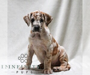 Great Dane Puppy for sale in LITITZ, PA, USA