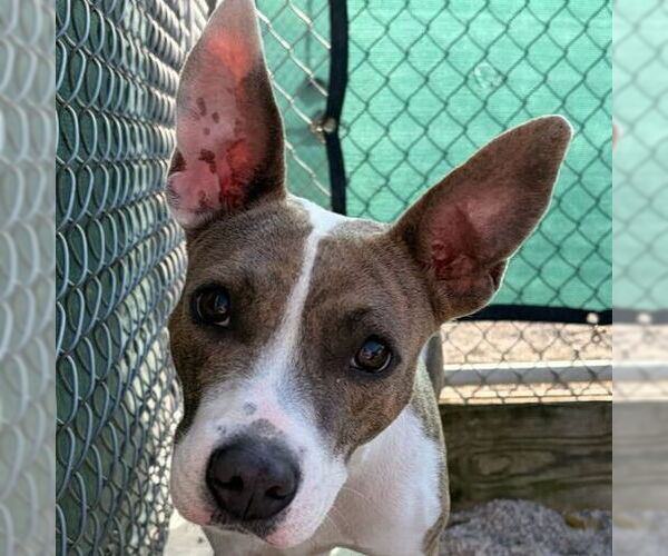 Medium Photo #1 American Pit Bull Terrier-Unknown Mix Puppy For Sale in Jefferson, WI, USA