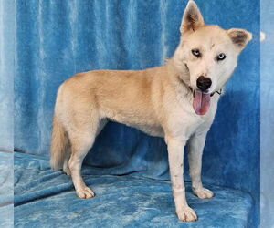 Huskies -Siberian Husky Mix Dogs for adoption in New York, NY, USA