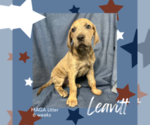Puppy Leavitt Great Dane