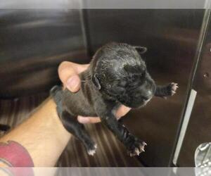 American Staffordshire Terrier-Unknown Mix Dogs for adoption in Houston, TX, USA