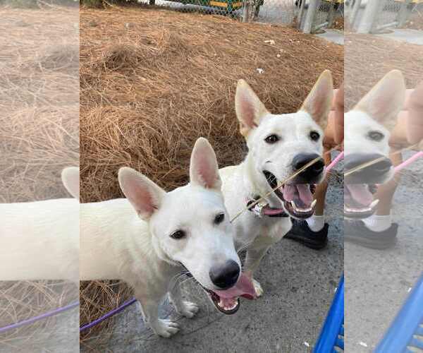 Medium Photo #3 German Shepherd Dog-Unknown Mix Puppy For Sale in San Diego, CA, USA