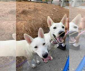 GURU - Male German Shepherd Dog-Unknown Mix Dog for Adoption - Photo #3
