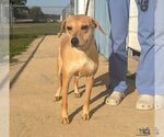 Jemma - Female Labrador Retriever-Unknown Mix Dog for Adoption - Small photo