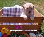 Puppy 1 Goldendoodle-Poodle (Miniature) Mix