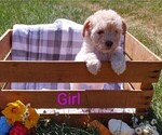 Puppy 0 Goldendoodle-Poodle (Miniature) Mix