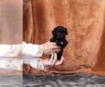 Puppy Junie Yorkipoo