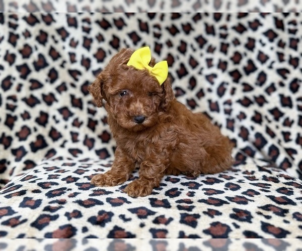 Medium Photo #2 Goldendoodle (Miniature) Puppy For Sale in LAKELAND, FL, USA