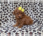 Small #1 Goldendoodle (Miniature)