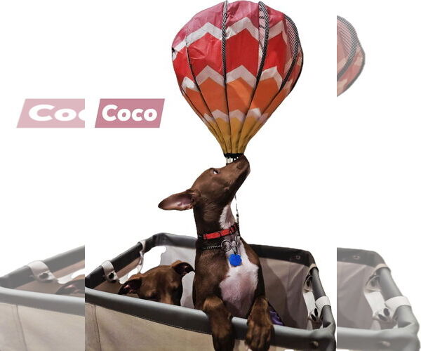 Medium Photo #3 Chihuahua-Unknown Mix Puppy For Sale in Woodbury, NY, USA