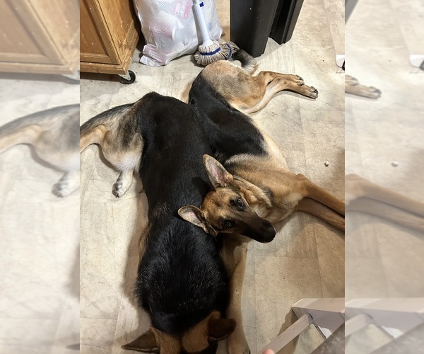 Medium Photo #1 German Shepherd Dog Puppy For Sale in RUSTBURG, VA, USA