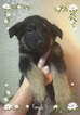 Small Photo #2 German Shepherd Dog Puppy For Sale in PIERCE CITY, MO, USA