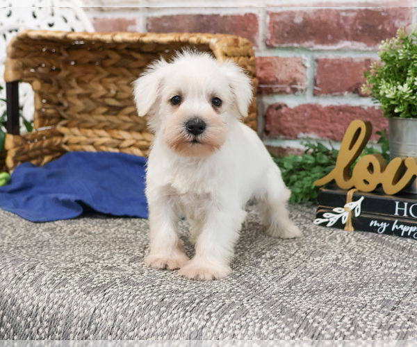 Medium Photo #13 Schnauzer (Miniature) Puppy For Sale in SYRACUSE, IN, USA