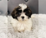 Small Photo #5 Hava-Apso Puppy For Sale in CINCINNATI, OH, USA