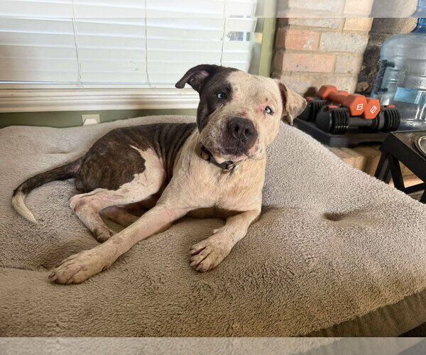 Medium Photo #4 Staffordshire Bull Terrier-Unknown Mix Puppy For Sale in The Woodlands, TX, USA