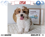 Small Photo #25 Poovanese Puppy For Sale in GOSHEN, IN, USA