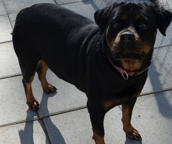 Medium Photo #4 Rottweiler Puppy For Sale in S CHARLESTON, WV, USA
