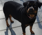 Small #3 Rottweiler