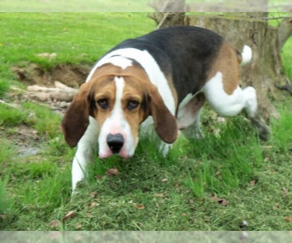 Medium Photo #2 Coonhound Puppy For Sale in Osgood, IN, USA