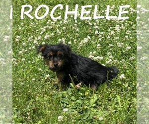 YorkiePoo Puppy for sale in HARTLAND, MN, USA