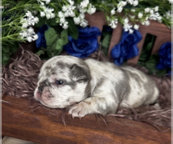 Medium Photo #4 French Bulldog Puppy For Sale in SPRINGFIELD, MO, USA