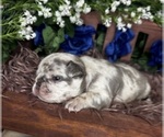 Small #3 French Bulldog