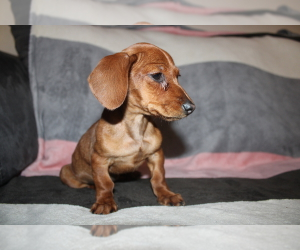 Medium Photo #2 Dachshund Puppy For Sale in CHULA VISTA, CA, USA
