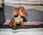 Small Photo #2 Dachshund Puppy For Sale in CHULA VISTA, CA, USA