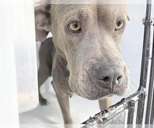 Mutt Dogs for adoption in Houston, TX, USA