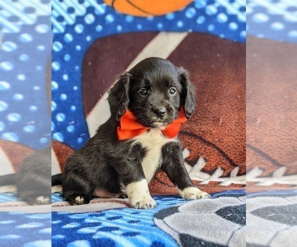 Medium Photo #5 Cocker Spaniel-Unknown Mix Puppy For Sale in CHRISTIANA, PA, USA