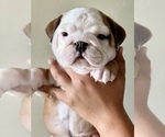 Small Photo #5 Bulldog Puppy For Sale in NORCO, CA, USA