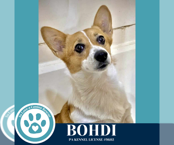 Medium Photo #3 Pembroke Welsh Corgi Puppy For Sale in Kimberton, PA, USA