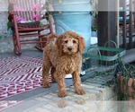 Small Photo #4 Labradoodle Puppy For Sale in ADOLPHUS, KY, USA