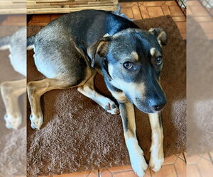 Bailey - Female Bernese Mountain Dog-Labrador Retriever Mix Dog for Adoption - Photo #5