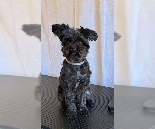 Medium Photo #1 Mutt Puppy For Sale in Downey, CA, USA