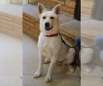 Small #5 German Shepherd Dog