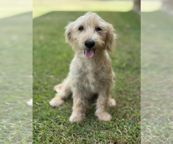 Medium Photo #5 Mutt Puppy For Sale in PIPE CREEK, TX, USA