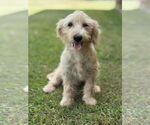 Small #4 Mutt
