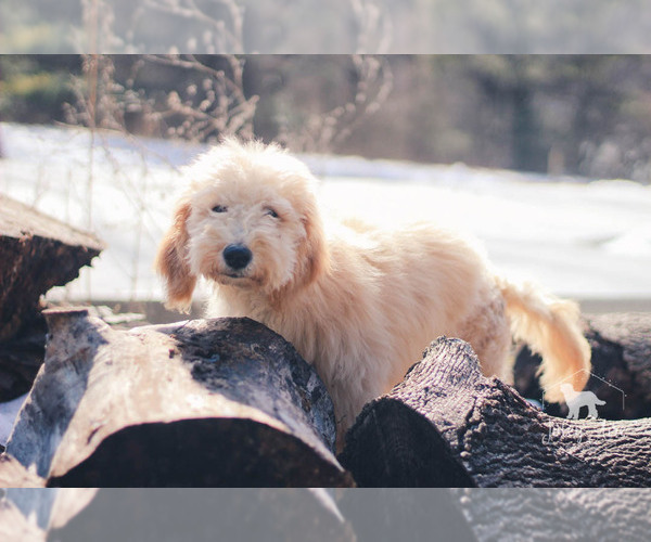 Medium Photo #27 Goldendoodle Puppy For Sale in CARLOCK, IL, USA