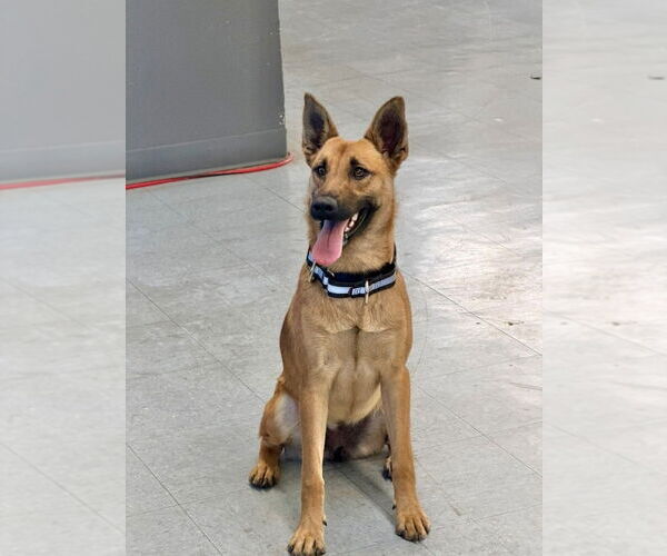 Medium Photo #4 German Shepherd Dog-Unknown Mix Puppy For Sale in Lake Forest, CA, USA