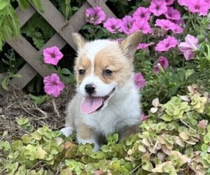 Pembroke Welsh Corgi Puppy for sale in THORP, WI, USA