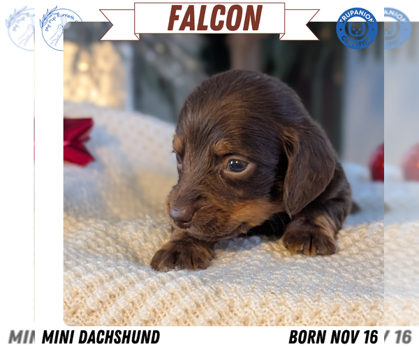Medium Photo #1 Dachshund Puppy For Sale in GOSHEN, IN, USA