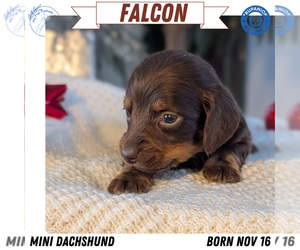 Medium Dachshund
