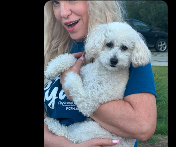 Medium Photo #1 Cavapoo (Miniature) Puppy For Sale in HAMPTON, VA, USA