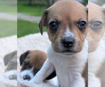 Small #3 Beagle
