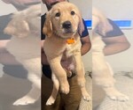 Small #3 Golden Retriever